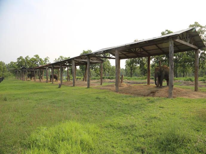 Hotel Royal Safari Sauraha Buitenkant foto
